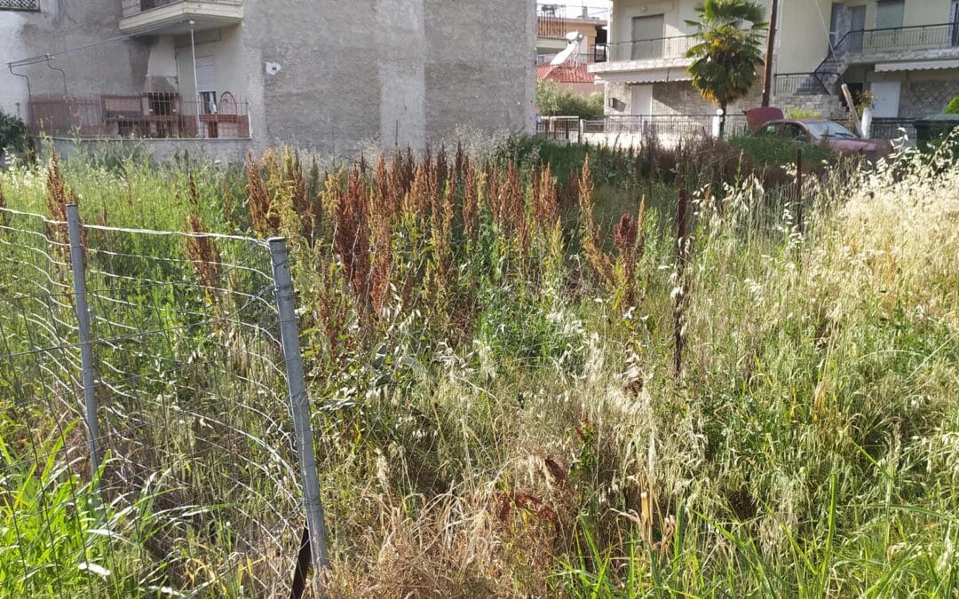 Καθαρισμός Οικοπέδου: Απαραίτητη Επένδυση για Ασφάλεια & Αξία