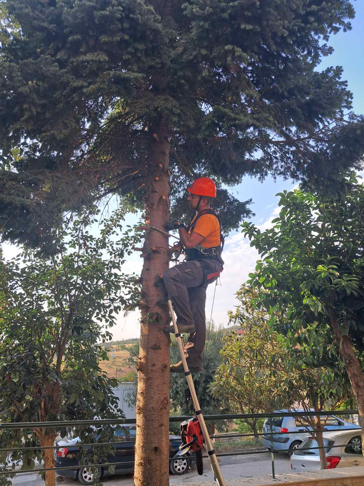 Καλαθοφόρο κοπής